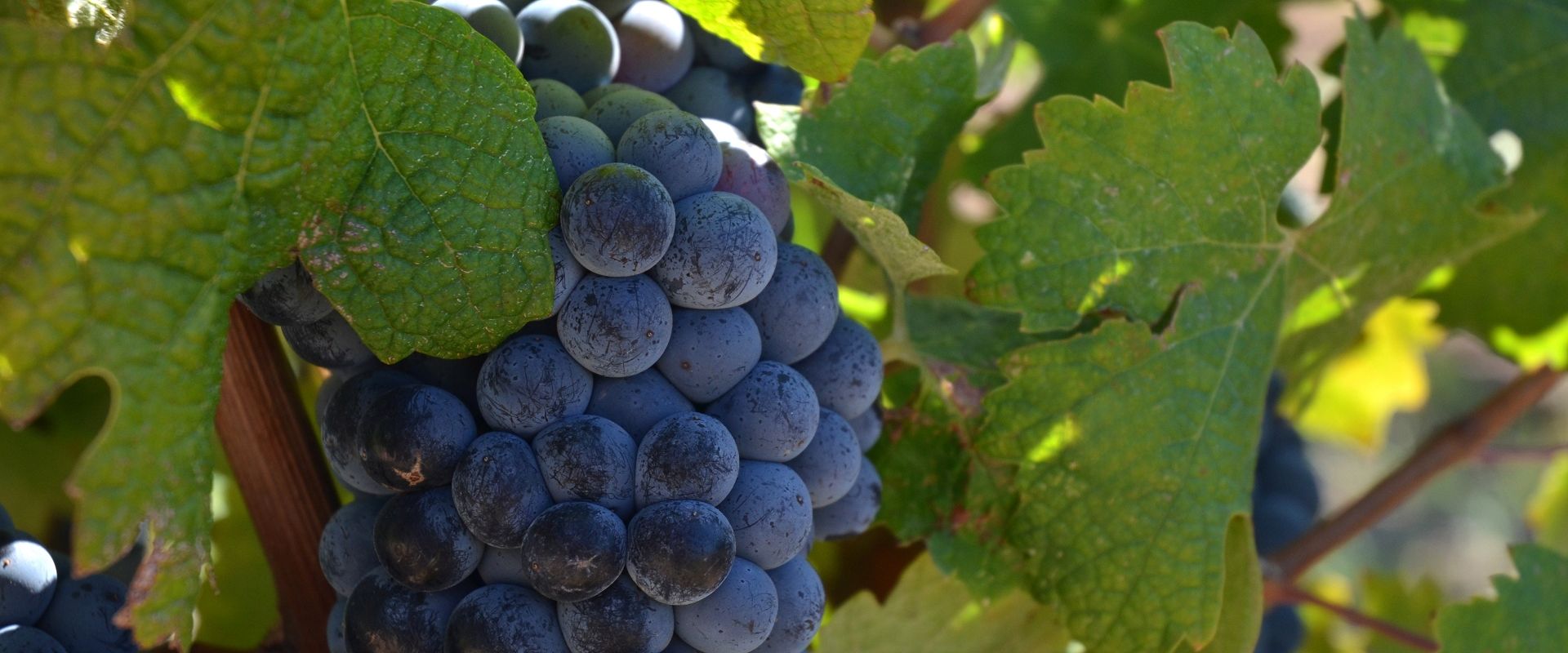 d\'Aix-en-Provence Vins provence de Coteaux –