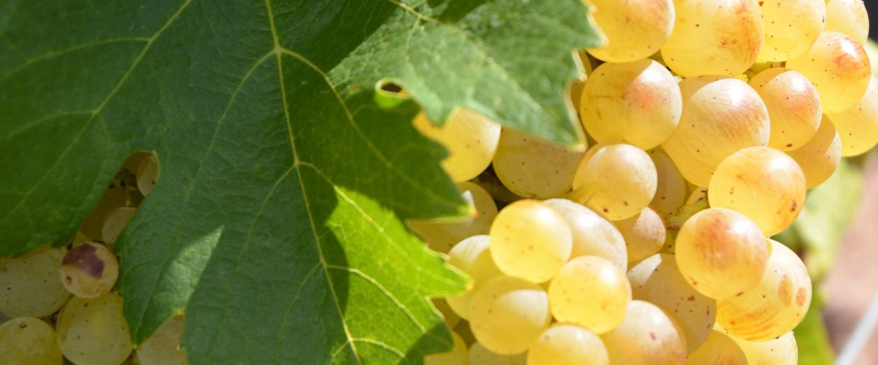 d\'Aix-en-Provence Vins – provence Coteaux de