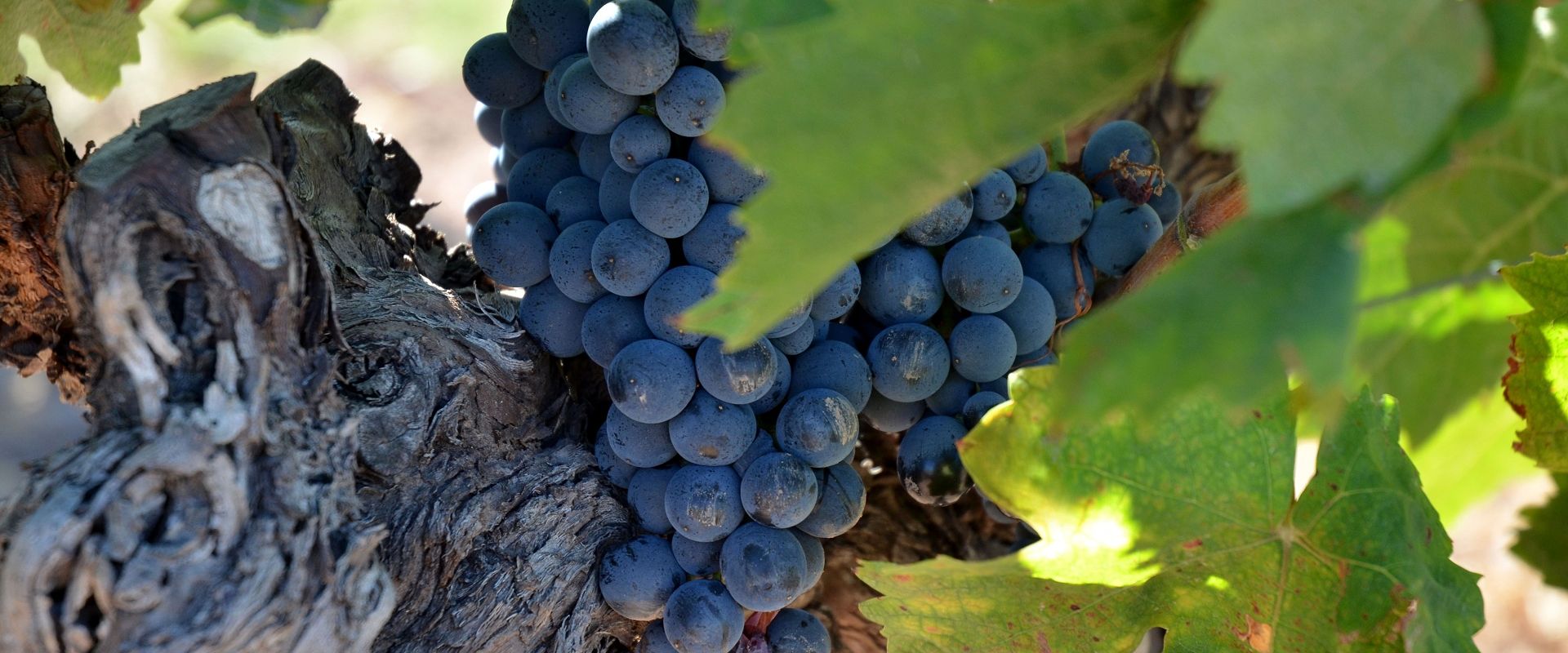 Coteaux d'Aix-en-Provence – Vins de provence